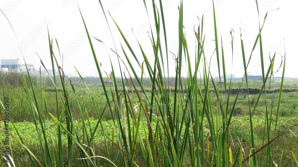Obraz premium Rural landscape with fresh grass plants in closeup