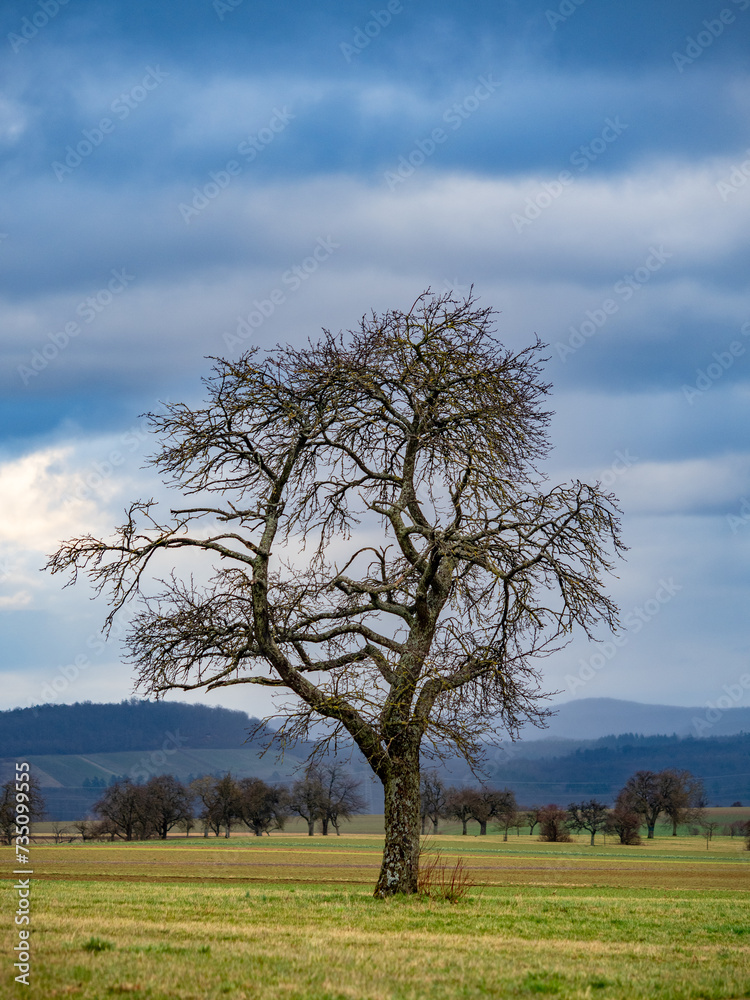 Obraz premium Kahler Baum im Winter