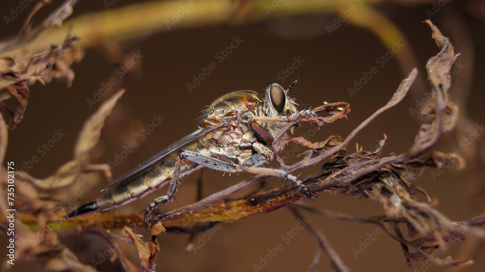 Extream foto macro robberfly on the twig
