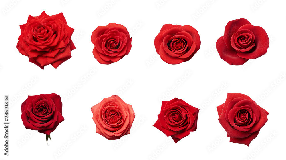 Romantic Red Roses in Full Bloom on transparent background- Perfect Gift for Valentine's Day, Wedding Celebrations, and Special Occasions of Love and Affection. Romantic Red Roses in Full Bloom on transparent background- Perfect Gift for Valentine's Day, Wedding Celebrations, and Special Occasions of Love and Affection.