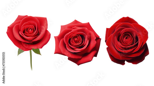 Romantic Red Roses in Full Bloom on transparent background - Perfect Gift for Valentine s Day  Wedding Celebrations  and Special Occasions of Love and Affection.