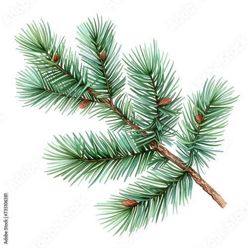  a branch of pine needles on white background  