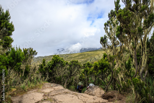 A Tranquil Pathway Amidst Kilimanjaro   s Lower Slopes