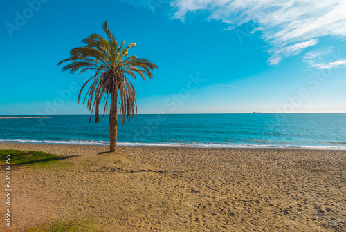 Fototapeta Naklejka Na Ścianę i Meble -  Isolated palm tree on Malagueta beach in Malaga Spain, with copy space