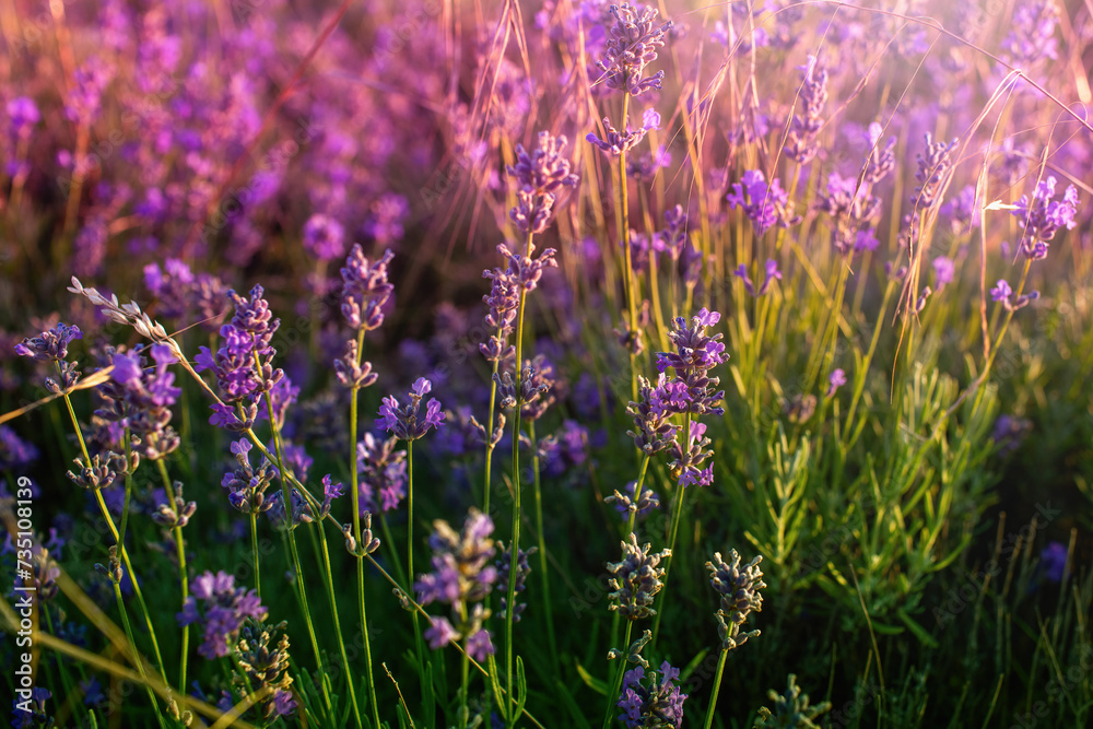 Obraz premium Lavender field at Tihany peninsula, Hungary