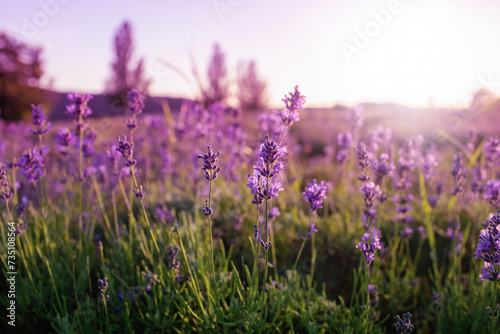 Lavender field at Tihany peninsula  Hungary