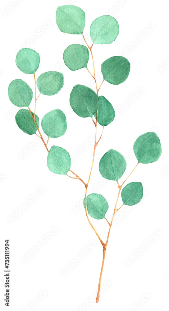 Eucalyptus branch on a white background, watercolor.