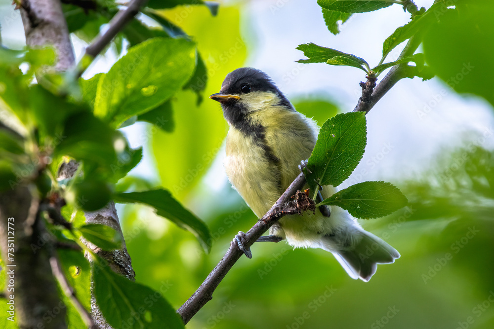 Obraz premium A young tit sitting on a branch in the crown of a deciduous tree.