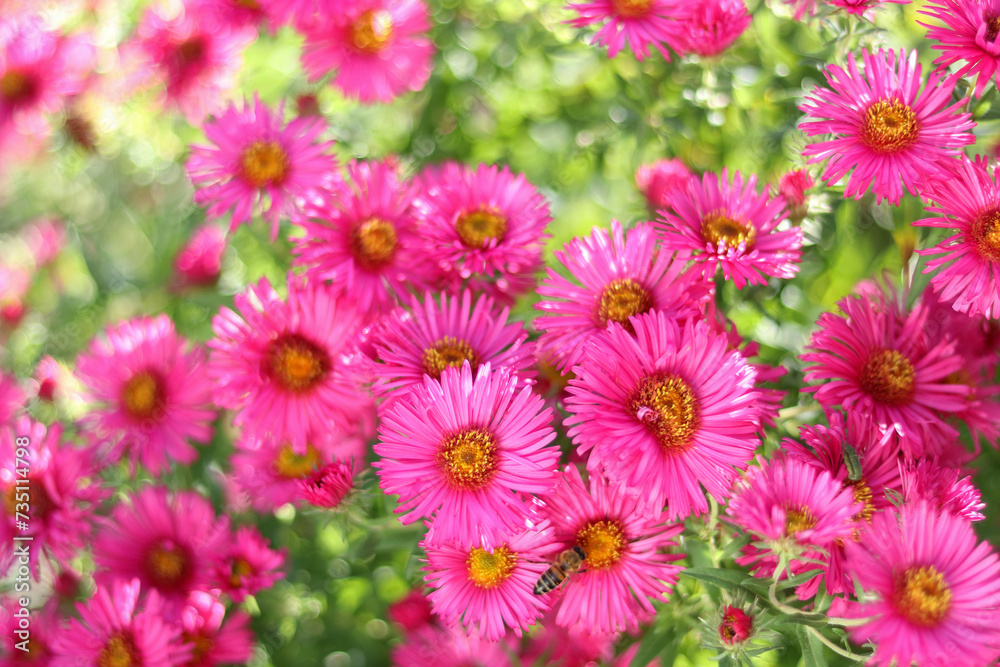 Symphyotrichum novi-belgii, New York aster or Aster novi-belgii flowers on green natural background. Family Asteraceae. Beautiful pink autumn flowers. Flower New England aster with a honey bee Symphyotrichum novi-belgii, New York aster or Aster novi-belgii flowers on green natural background. Family Asteraceae. Beautiful pink autumn flowers. Flower New England aster with a honey bee