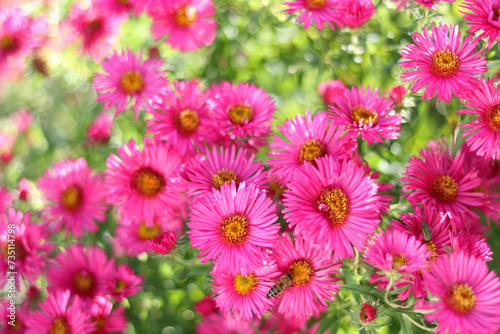 Symphyotrichum novi-belgii  New York aster or Aster novi-belgii flowers on green natural background. Family Asteraceae. Beautiful pink autumn flowers. Flower New England aster with a honey bee