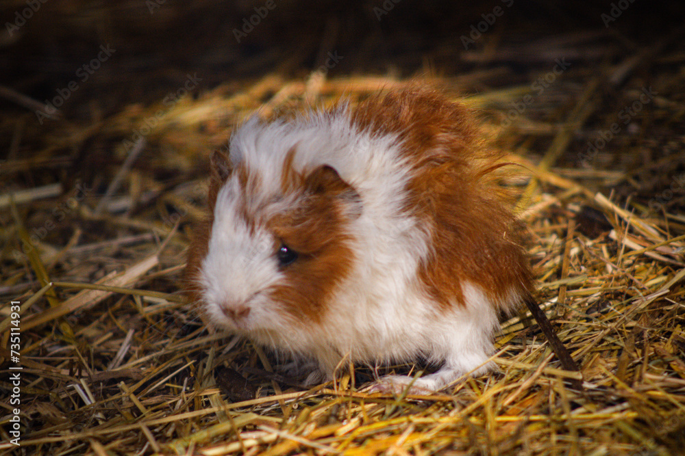 Fototapeta premium Baby Guinea Pig