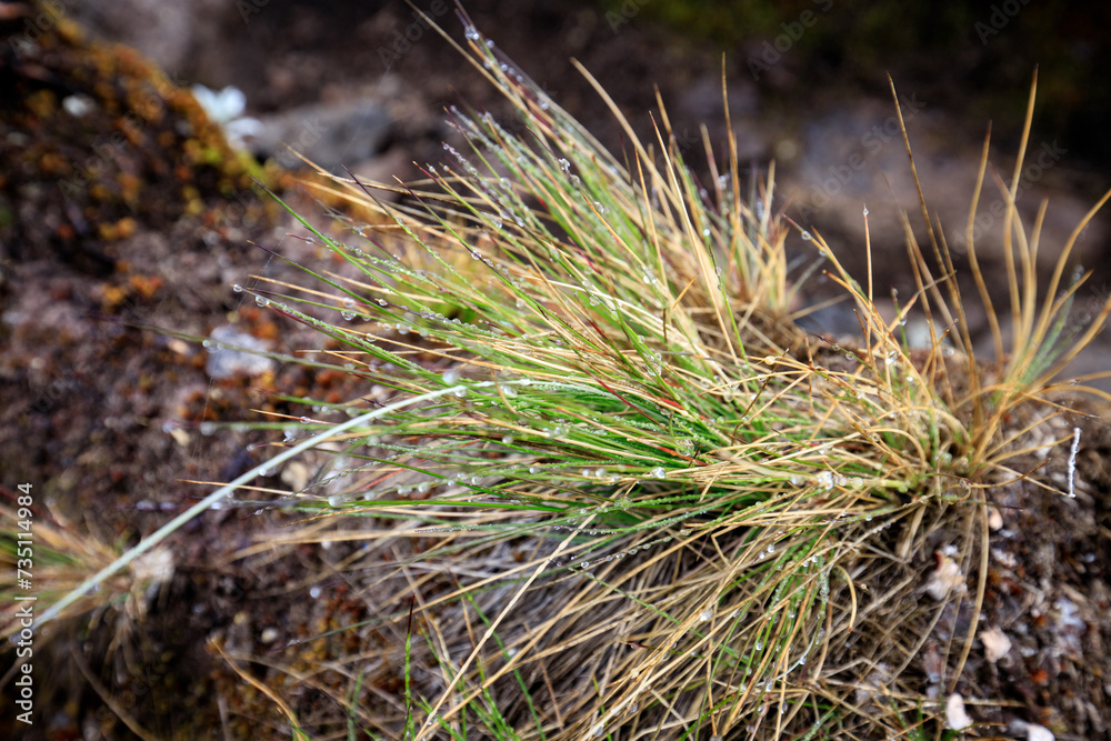 A Glimpse of Wild Grass Amidst Rocky Terrain A Glimpse of Wild Grass Amidst Rocky Terrain