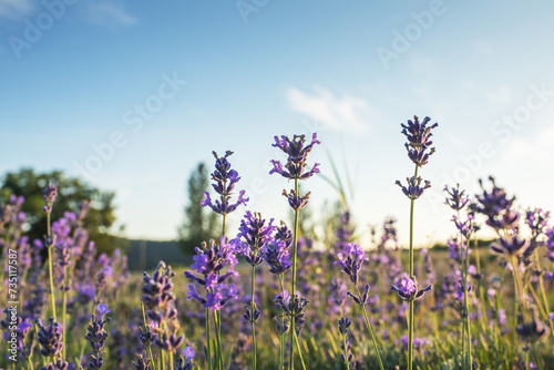 Lavender field at Tihany peninsula  Hungary