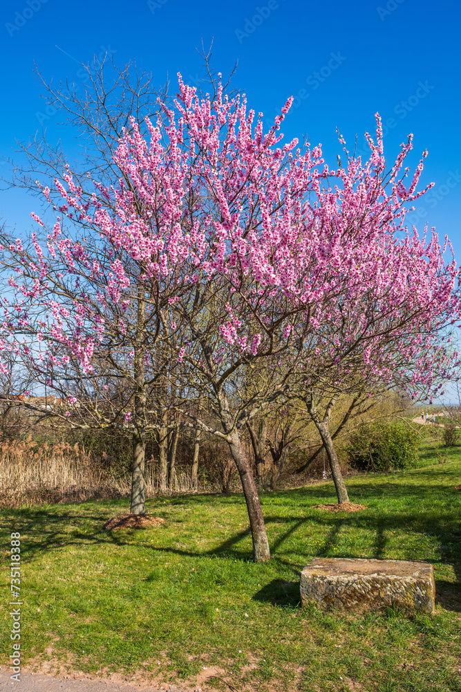 Blooming almond trees in the vineyards of the Palatinate/Germany