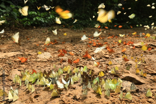 Butterflies are feeding mineral at Kaeng Krachan National Park, Phetchaburi  province ,Thailand.  photo