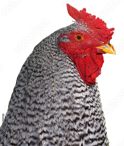 Isolated chicken rooster photo