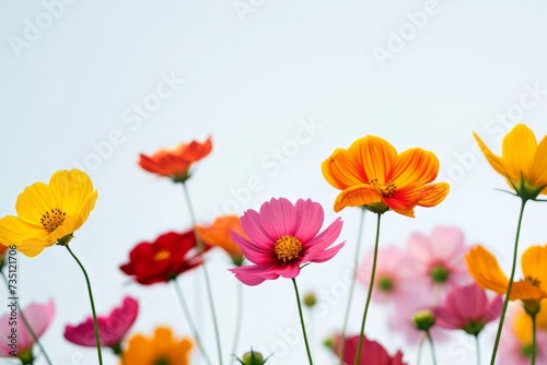 Brightly colored flowers against a blue sky background. Perfect for spring themed designs, nature inspired marketing materials, or cheerful creative projects.
