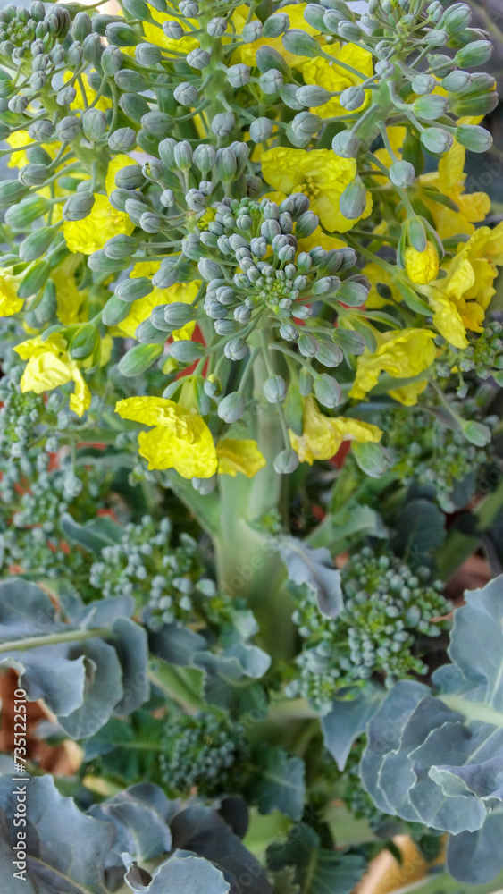 Brassica oleracea var. italica.Flor del Brócoli. Brassica oleracea var. italica.Flor del Brócoli.