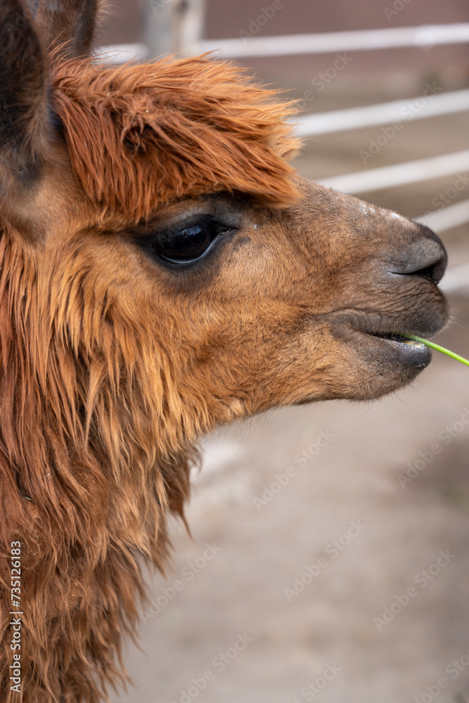 Fototapeta premium Llama