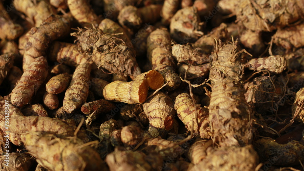 Turmeric (Curcuma longa) pile
