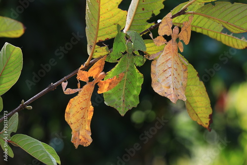 Leaf insect (Cryptophyllium westwoodii) is a species of leaf insect in the family Phylliidae. , usually green insects  that are known for their striking leaflike aappearance. photo