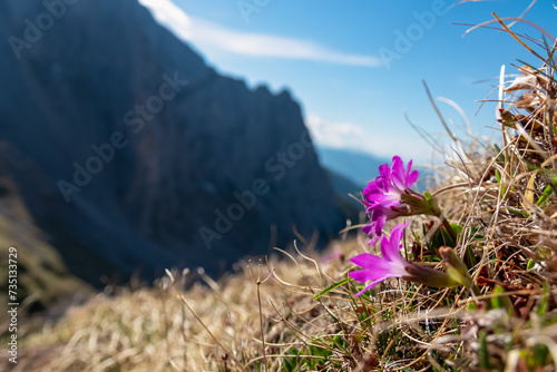 Close up view of purple flower mountain primrose growing on alpine meadow in Hochschwab mountain region, Styria, Austria. Scenic hiking trail in remote Austrian Alps. Blooming springtime. Wanderlust photo