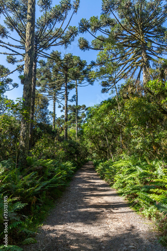 Trail in Araucaria forest