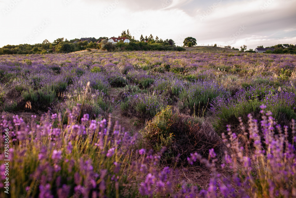 Fototapeta premium Lavender field at Tihany peninsula, Hungary
