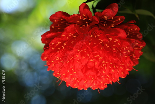 Brownea grandiceps is a species of tree in the family Fabaceae. Its common names include the rose of Venezuela. It originated in South America but is now widely grown as a decorative tree . photo