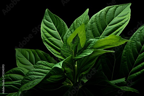 Bitter Mate leaf health natural plant. Generate Ai photo