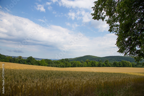 yellow field of wheat against a background of green trees and blue sky.