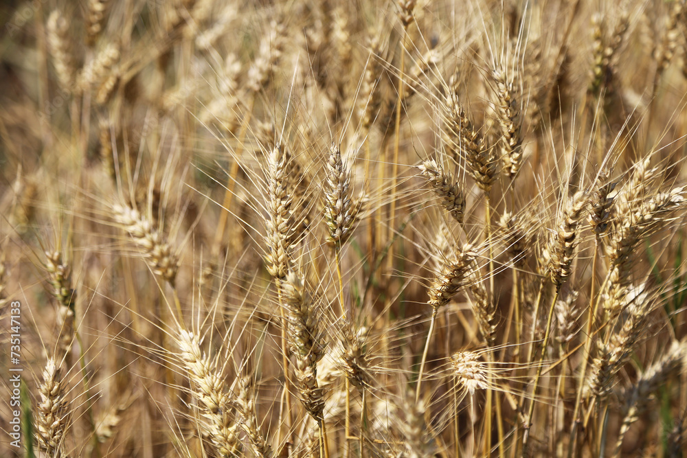 Bright yellow and golden ears of wheat growing in a huge field close-up. Bright yellow and golden ears of wheat growing in a huge field close-up.