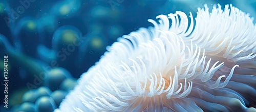 White tiny tube worm in macro scene in marine reef aquaium. Creative Banner. Copyspace image © HN Works