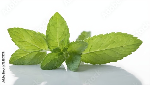 Close-up of mint on white background