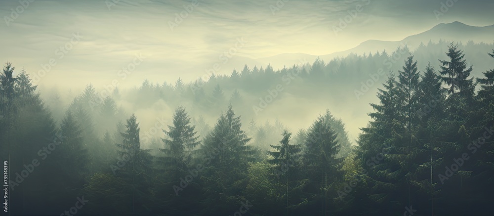 Misty landscape with fir forest in hipster vintage retro style. Creative Banner. Copyspace image - obrazy, fototapety, plakaty 