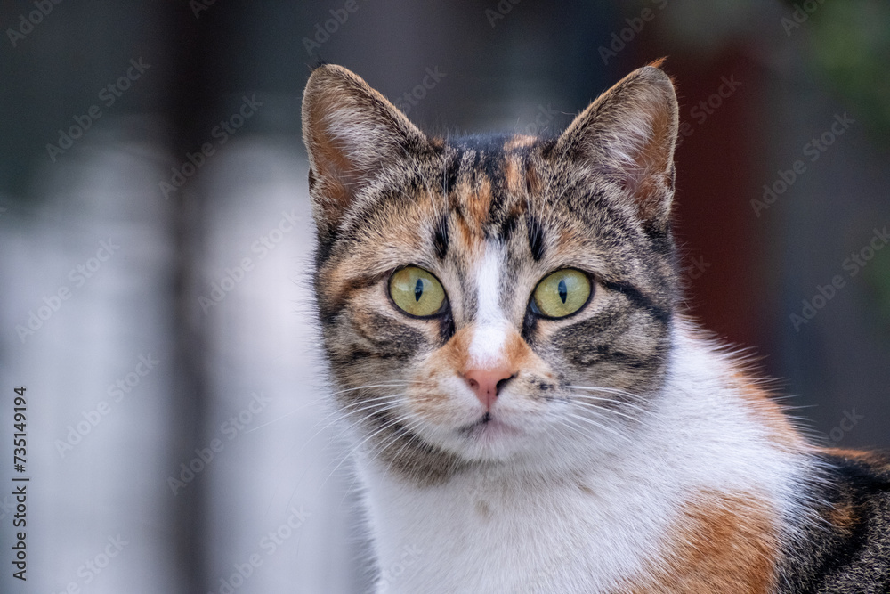 close up portrait of a cat close up portrait of a cat