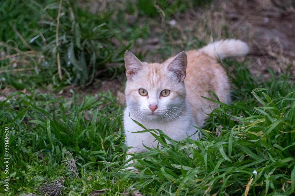 close up portrait of a cat	