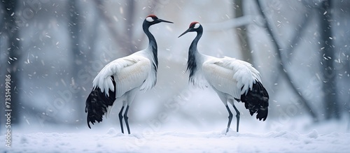 Snow crane dance in nature Wildlife scene from snowy nature Cold winter Snowfall two Red crowned crane in snow meadow with snow storm Hokkaido Japan Crane pair winter scene with snowflakes photo