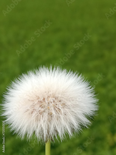 Fotografie, Obraz Hairy surface seed or sonchus asper seed head or head of the prickly sow-thistle
