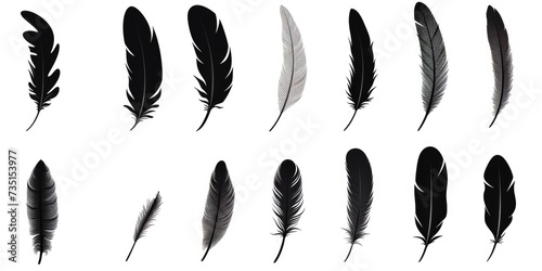 A collection of black and white feathers on a white background. Versatile and elegant, this image can be used for various design projects