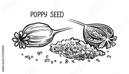 Nuts seeds linear concept. Hand drawn sketch of poppy seed with inscription. Minimalistic creativity and art. Template and layout. Outline flat vector illustration isolated on white background