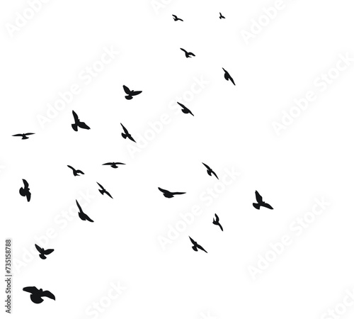 A flock of flying birds, isolated vector