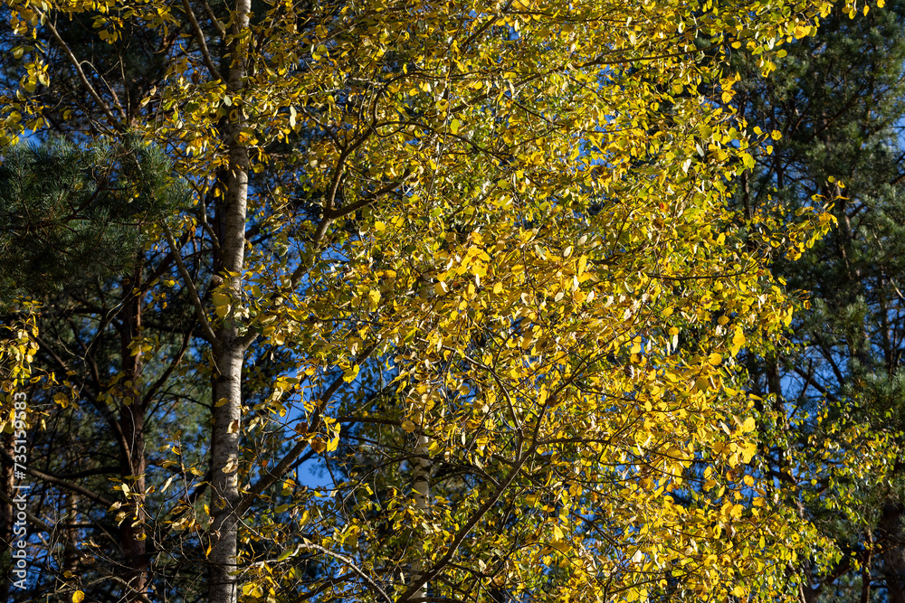 Autumn forest with trees during leaf fall Autumn forest with trees during leaf fall