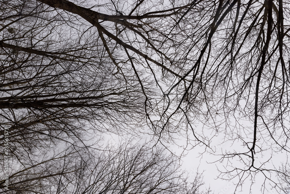 bare branches of maples in the winter season in the park bare branches of maples in the winter season in the park