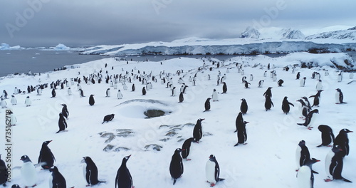 Photography Many Gentoo penguins rest on snow in Antarctica