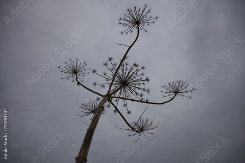 Low angle view of large hogweed plant