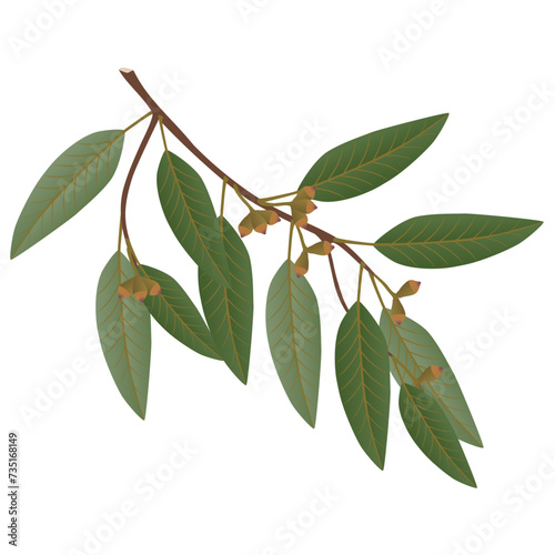 Eucalyptus branch with leaves and buds on a white background.