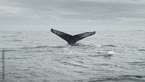 Whale tail fins on surface of ocean. Amazing underwater fauna of wildlife. Polar seascape and marine environment. Antarctic sea water wild life. Natural issue of animal protection