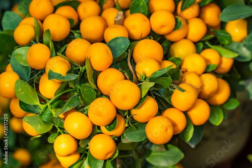 Tangerines, a symbol of good luck at Chinese New Year in garden