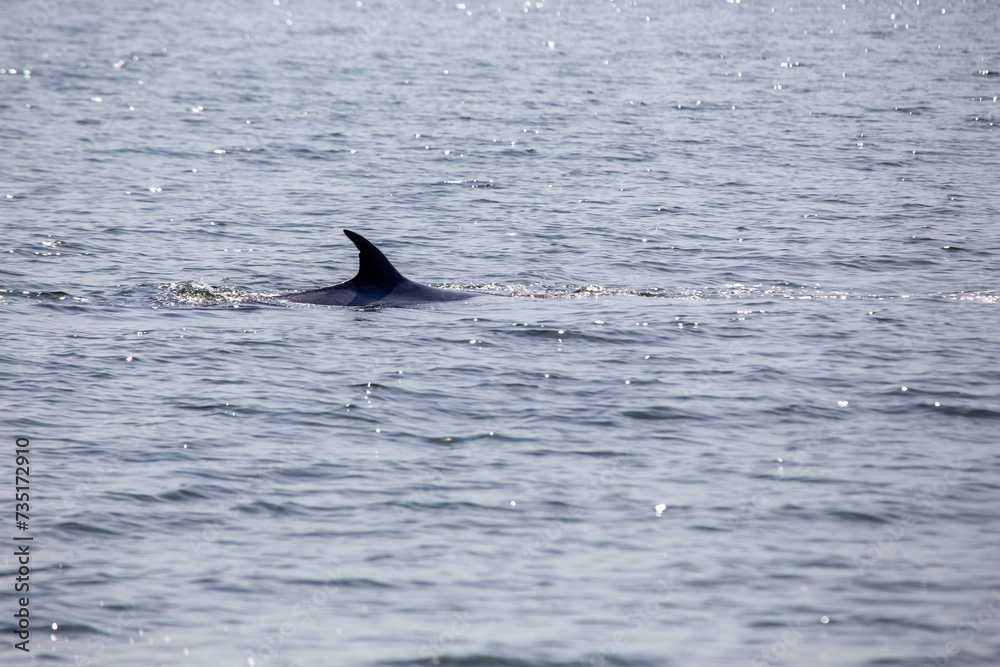 Naklejka premium Bryde's Whale (Balaenoptera brydei)